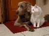  - Une belle amitié entre Chien et Chat!!!!!!!