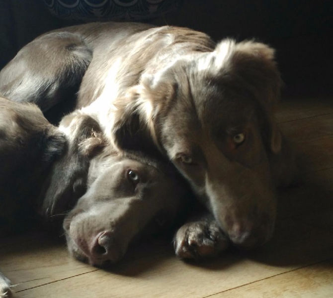 Des Gris Des Trois Vallées - Un câlin entre bébés