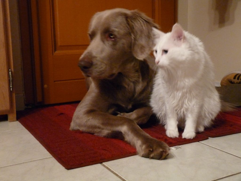 Des Gris Des Trois Vallées - Une belle amitié entre Chien et Chat!!!!!!!